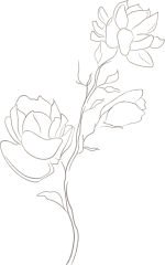 jasmine-flowers-white-6.png